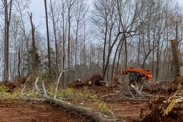 How Our Tree Care Process Works  in  Selah, WA